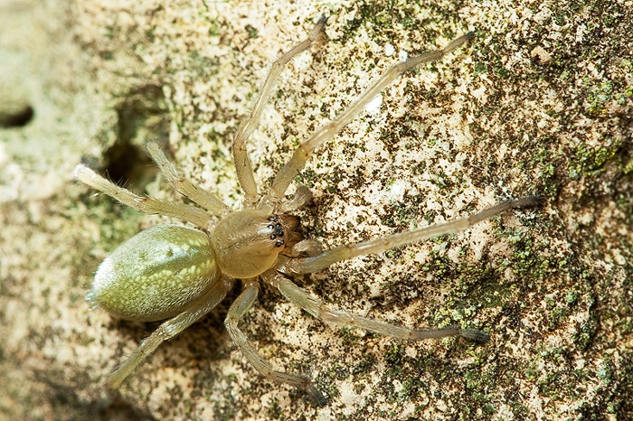 Cheiracanthium sp.